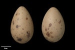 South Polar skua. Clutch (NMNZ OR.011283, collected by Frederich-Carl Kinsky). Cape Hallett, Ross Sea, Antarctica, November 1963. Image © Te Papa by Jean-Claude Stahl.