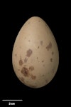 South Polar skua. Egg 70.0 x 45.0 mm (NMNZ OR.011283, collected by Frederich-Carl Kinsky). Cape Hallett, Ross Sea, Antarctica, November 1963. Image © Te Papa by Jean-Claude Stahl.