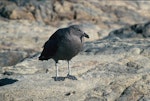 South Polar skua. Fledgling. Hop Island, Prydz Bay, Antarctica, February 1990. Image © Colin Miskelly by Colin Miskelly.