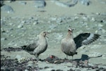 South Polar skua. Pair displaying over Adelie penguin carcass. Hop Island, Prydz Bay, Antarctica, December 1989. Image © Colin Miskelly by Colin Miskelly.