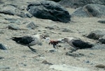 South Polar skua. Pair dismembering an Antarctic petrel chick. Hop Island, Prydz Bay, Antarctica, January 1990. Image © Colin Miskelly by Colin Miskelly.