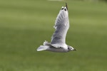 Franklin's gull. Flight shot. Ardmore Airport, September 2009. Image © John Woods by John Woods.