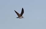 Franklin's gull. Juvenile (first winter) in flight. Pincher Creek, Alberta, Canada, August 2020. Image © Gordon Petersen by Gordon Petersen.