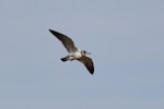 Franklin's gull. Juvenile (first winter) in flight. Pincher Creek, Alberta, Canada, August 2020. Image © Gordon Petersen by Gordon Petersen.