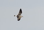 Franklin's gull. Juvenile (first winter) in flight. Pincher Creek, Alberta, Canada, August 2020. Image © Gordon Petersen by Gordon Petersen.