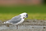 Franklin's gull. Non-breeding adult preening. Bruce Pulman Park, Auckland, September 2009. Image © Neil Fitzgerald by Neil Fitzgerald.