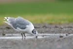 Franklin's gull. Non-breeding adult drinking. Bruce Pulman Park, Auckland, September 2009. Image © Neil Fitzgerald by Neil Fitzgerald.