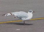 Franklin's gull. Adult, non-breeding. Takanini, Auckland, September 2009. Image © Suzi Phillips by Suzi Phillips.