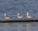 Franklin's gull. Three birds at various stages of moult, including one in basic plumage. Manhattan, Kansas, September 2014. Image © David A. Rintoul by David A. Rintoul.