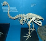 Eastern moa | Moa mōmona. Fossil skeleton mounted at Tring Museum. Image © Alan Tennyson & the Natural History Museum by Alan Tennyson.