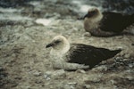 South Polar skua. Pale morph adult roosting. Cape Bird, Antarctica, January 1993. Image © Department of Conservation (image ref: 10034148) by Chris Robertson, Department of Conservation.