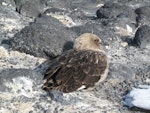 South Polar skua. Adult sheltering from gale. Cape Royds, November 2011. Image © Terry Greene by Terry Greene.