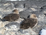 South Polar skua. Pair sheltering from gale. Cape Royds, November 2011. Image © Terry Greene by Terry Greene.