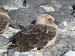 South Polar skua. Adult sheltering from gale. Cape Royds, November 2011. Image © Terry Greene by Terry Greene.