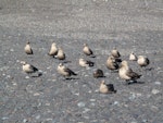 South Polar skua. Club of non-breeding adults. Cape Bird, December 2012. Image © Terry Greene by Terry Greene.