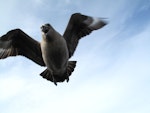 South Polar skua. Adult defending nest. Cape Bird, December 2012. Image © Terry Greene by Terry Greene.