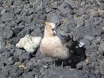 South Polar skua. Adult defending nest. Cape Crozier, December 2012. Image © Terry Greene by Terry Greene.