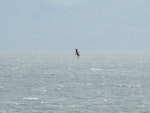 South Polar skua. Ventral view of bird in flight. Cook Strait, January 2013. Image © Alan Tennyson by Alan Tennyson.