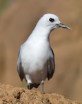 Grey noddy. Adult. Phillip Island, Off Norfolk Island, June 2017. Image © Alan Tennyson by Alan Tennyson.