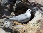 Grey noddy. Adult roosting. Sugarloaf Rock, Poor Knights Islands, January 2018. Image © Scott Brooks (ourspot) by Scott Brooks.