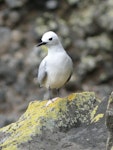 Grey noddy. Adult. North Meyer Islet, Kermadec Islands, April 2008. Image © Steffi Ismar by Steffi Ismar.