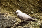 Grey noddy. Adult on ground. Macauley Island, November 1988. Image © Graeme Taylor by Graeme Taylor.