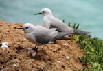 Grey noddy. Two adults. Phillip Island, Norfolk Island, November 2016. Image © Ian Armitage by Ian Armitage.