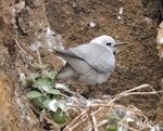 Grey noddy. Adult roosting. Phillip Island, Norfolk Island, November 2016. Image © Ian Armitage by Ian Armitage.