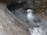 Grey noddy. Adult roosting. Sugarloaf Rock, Poor Knights Islands, April 2017. Image © Scott Brooks (ourspot) by Scott Brooks.