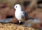 Grey noddy. Adult. Phillip Island, Off Norfolk Island, June 2017. Image © Alan Tennyson by Alan Tennyson.