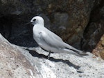 Grey noddy. Adult roosting. Sugarloaf Rock, Poor Knights Islands, February 2018. Image © Scott Brooks (ourspot) by Scott Brooks.