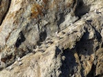 Grey noddy. Twenty-one roosting adults. Sugarloaf Rock, Poor Knights Islands, February 2018. Image © Scott Brooks (ourspot) by Scott Brooks.