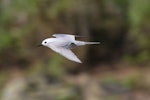 Grey noddy. Adult in flight. Raoul Island, Kermadec Islands, January 2009. Image © Gareth Rapley by Gareth Rapley.