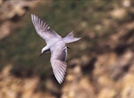 Grey noddy. Adult in flight. Curtis Island, Kermadec Islands, October 1989. Image © Alan Tennyson by Alan Tennyson.