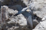 Grey noddy. Adult in flight. Sugarloaf, Poor Knights Islands, January 2021. Image © Scott Brooks, www.thepetrelstation.nz by Scott Brooks.