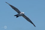 Grey noddy. Adult in flight. Poor Knights Islands, January 2021. Image © Scott Brooks (ourspot) by Scott Brooks.