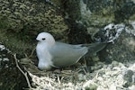 Grey noddy. Adult on nest containing an egg. Macauley Island, Kermadec Islands, September 1966. Image © Department of Conservation (image ref: 10036299) by Brian Bell, Department of Conservation.