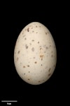 Grey noddy. Egg 43.2 x 29.6 mm (NMNZ OR.007423, collected by Roy Bell). Meyer Island, Kermadec Islands, October 1907. Image © Te Papa by Jean-Claude Stahl.