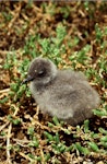 Grey noddy. Chick in nest. Curtis Island, October 1989. Image © Graeme Taylor by Graeme Taylor.