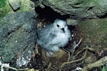 Grey noddy. Chick on nest. North Meyer Islet, Kermadec Islands, November 1966. Image © Department of Conservation (image ref: 10037094) by Don Merton, Department of Conservation.