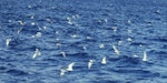 Grey noddy. Flock at sea. Off Curtis Island, Kermadec Islands, May 1982. Image © Colin Miskelly by Colin Miskelly.