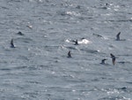 Grey noddy. Eight adults in flight. Poor Knights Islands, April 2017. Image © Scott Brooks (ourspot) by Scott Brooks.