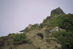 Grey noddy. Roosting adults. Macauley Island, August 2002. Image © Terry Greene by Terry Greene.