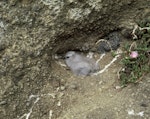 Grey noddy. Chick on nest. Meyer Island, Kermadec Islands, January 1981. Image © Department of Conservation (image ref: 10056836) by Andy Leigh, Department of Conservation.