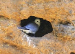 Grey noddy. Adult at nest site. Phillip Island, Norfolk Island, December 2008. Image © Joke Baars by Joke Baars.