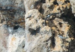 Grey noddy. Roosting adults. Sugarloaf Rock, Poor Knights Islands, April 2017. Image © Les Feasey by Les Feasey.