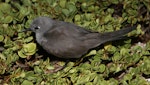 Grey noddy. Adult 'blue noddy'. Rawaki, Phoenix Islands, June 2008. Image © Mike Thorsen by Mike Thorsen.