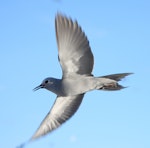 Grey noddy. Adult 'blue noddy' in flight. Rawaki, Phoenix Islands, June 2008. Image © Mike Thorsen by Mike Thorsen.