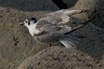 White-winged black tern. Non-breeding bird. Nelson Boulder Bank, December 2015. Image © Craig Martin by Craig Martin.