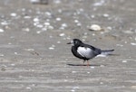 White-winged black tern. Adult in breeding plumage. Ashley estuary, Canterbury, August 2016. Image © Kathy Reid by Kathy Reid.